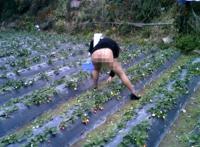 摘草莓走光露底 美女摘草莓老板不要钱