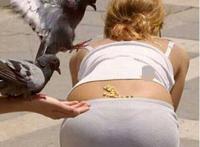 好想成为一只鸽子