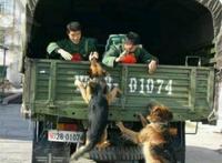 军人和军犬的感人图片