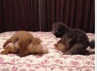 55开女友uu素颜照 卢本伟摸赵梦玥胸