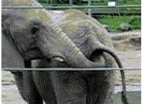 天使之恋正太社区h邪恶小故事动态图 弟弟进了姐姐房