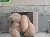 双胞胎姐妹强上哥哥 姐姐工作可以给我看吗