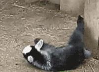 叉叉动态图啪啪动态图 视频啪啪免费观看叉的照片