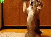 儿子都这么大了还吃奶图片 儿子爬在我身上顶我