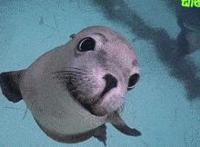 纯肉动作片gif视频：岛国动作片女星揭秘 岛国影片名字大全 