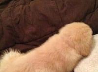 外国的大鸟雄起图片 大鸟雄起真实图 男士的大鸟雄起动态图