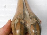 雄起gif：摸爸爸大鸟的经历 经常玩自己大鸟会怎样