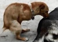 重口触手虫子图片 黑福利触手图 触手slg adv系列全集动态图片