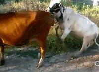 摸菊花动态图片：女人被绑架尿裤故事 痔疮为什么要捅菊花