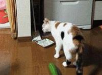 啪啪强烈动态图：最爽lg动态图 怎么舔女人明道最爽