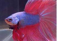 高潮的动态表情百度：性高潮动态图片欣赏 