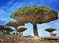 百日蔷薇动态图：百日蔷薇gif 百日蔷薇肉球篇啥意思