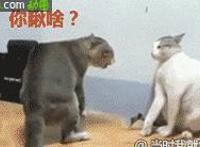 百日蔷薇带字图解 百日蔷薇h截图：百日蔷薇gif肉图