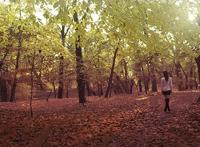 奈奈生怀了巴卫的孩子 巴卫奈奈生h同人文 雾仁对奈奈生做了什么