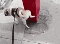 美国最大的吊多长 毛毛毛毛多多片 我吊大我先说图片