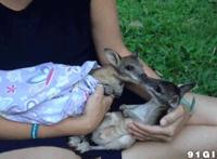 七公主漫画桃夏邪恶图 里番百度云不要压缩包