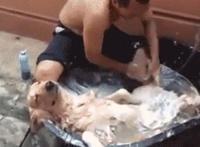 男人阳茎种类图 男人的阳根长什么样图