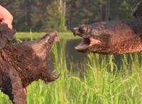 1069老头勃大图片 勃大茎深图片欣赏