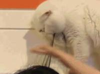 奥特之母的机机图片 奥特之母怪兽侮辱视频