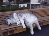 打飞对身体有什么影响:直男打灰机动态图片