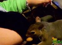 女人衬衣纽扣被崩开图:大胸妹子怎么穿衣图片