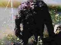 1907年内蒙古野人事件