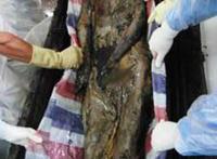 1995年成都僵尸事件