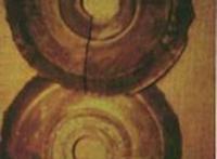 1938年青海发现一万两千年前的石蝶