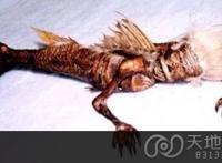 1980年南海渔民捕捉到人鱼事件