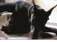 女生自慰有几种方式图解动态图:女性自慰方法夹腿