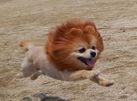 狗狗跳起来可爱图片