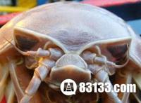 巨型木虱:跟手掌一样大的巨型木虱