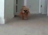 福利视频在线播放:88微拍宅男视频