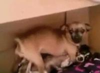 能看的一皇俩后视频:一皇二后免费视频分类