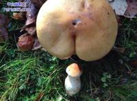 邪恶的蘑菇:邪恶景观图片