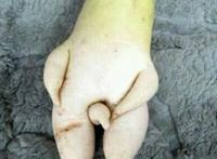 像人体生殖器素菜图片:生殖器奇观植物