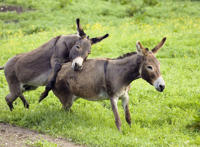 大驴日小驴视频图片乌头驴交配56