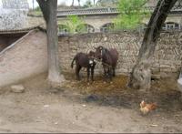 驴交配时间最长的视频图片驴交配高清视频播放