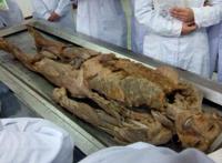 解剖一米八模特男尸图 男尸静态放大图片