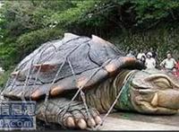 两千年前古墓挖出神龟 古墓挖出千年巨龟图片
