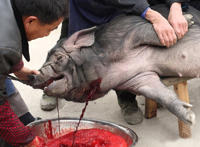 世界上最残忍的杀猪 杀猪图片