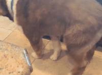 很黄的男女插鸡动态图 日本女人全裸交配图片