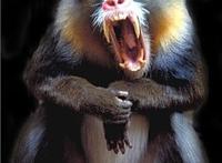 山魈吃人的图片欣赏 山魈杀死豹子的图片