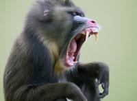 山魈杀死老虎的图片 山海经之山魈图片