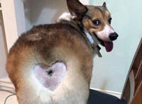 好看的菊花图片