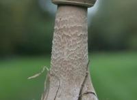 男人那东西下面的图片 男性生殖图