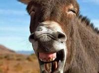 一张驴大笑的图片
