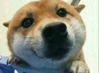 汪星人的狗头图片