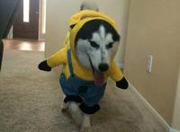 小狗穿衣服搞笑图片