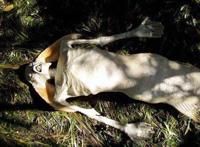 黑鳞鲛人被美国抓获的图片